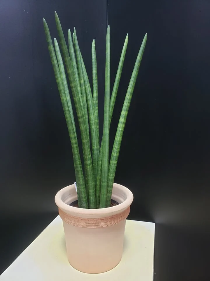 Sansevieria cylindrica